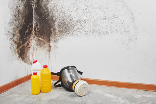 Best Toxic Mold Removal  in Ferron, UT