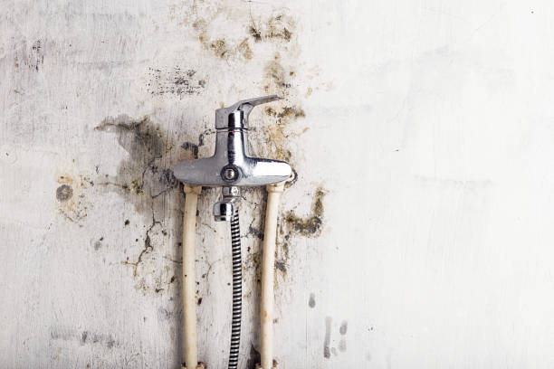 Best Mold Remediation Services  in Ferron, UT