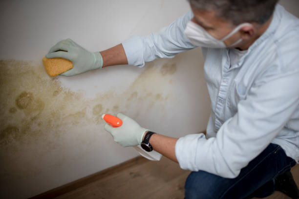 Best Residential Mold Removal  in Ferron, UT