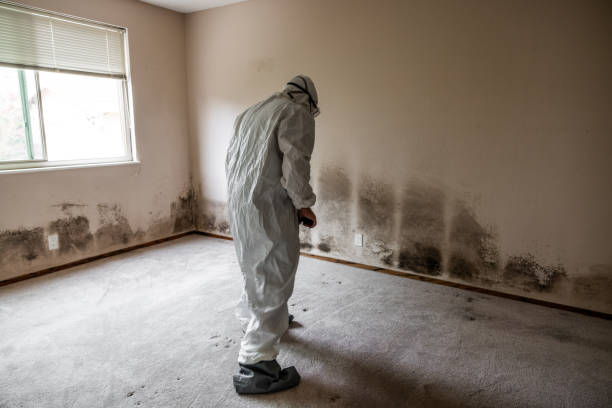 Best Mold Removal Company Near Me  in Ferron, UT